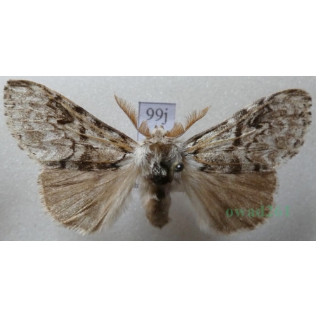 Calliteara abietis (Denis & Schiffermüller, 1775) male Szczotecznica świerkowa Czech99j